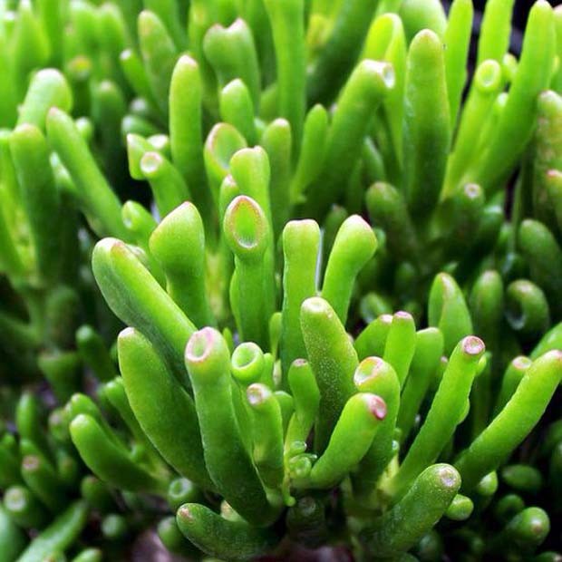 crassula_ovata