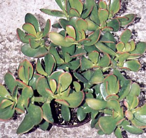 crassula_portulacea