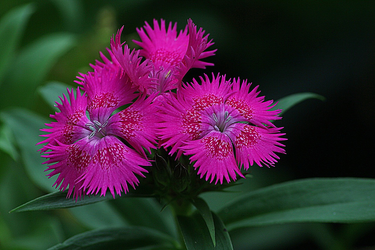 cravina barbatus dianthus-1