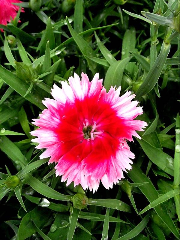 cravina-dianthus