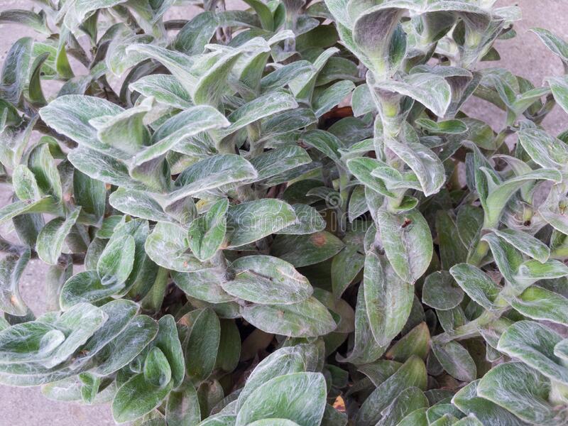 tradescantia-sillamontana-2