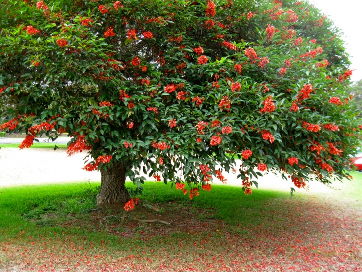 http://www.plantasonya.com.br/wp-content/img/cresta-de-gallo-tree.jpg