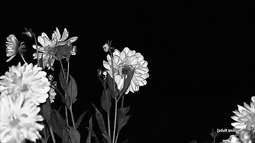 crisantemo branco giph