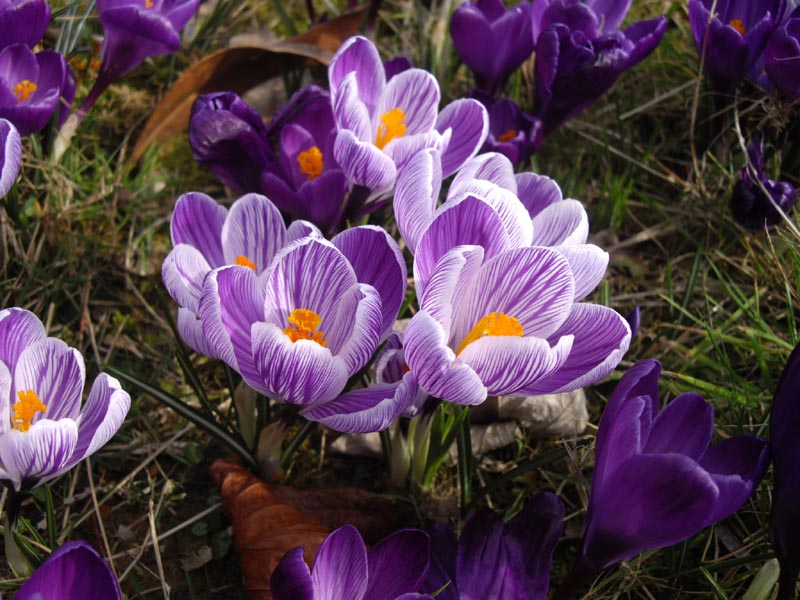 crocus