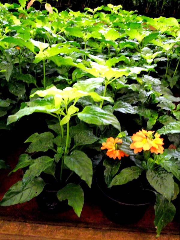 crossandra-1