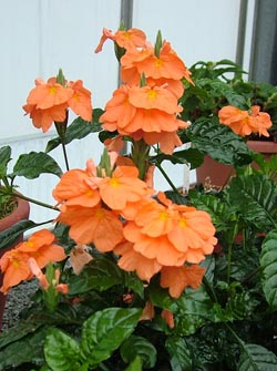 crossandra_infundibuliformis