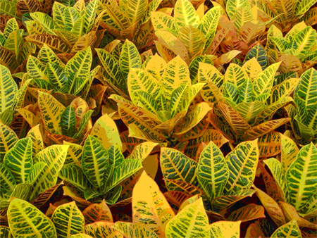 croton