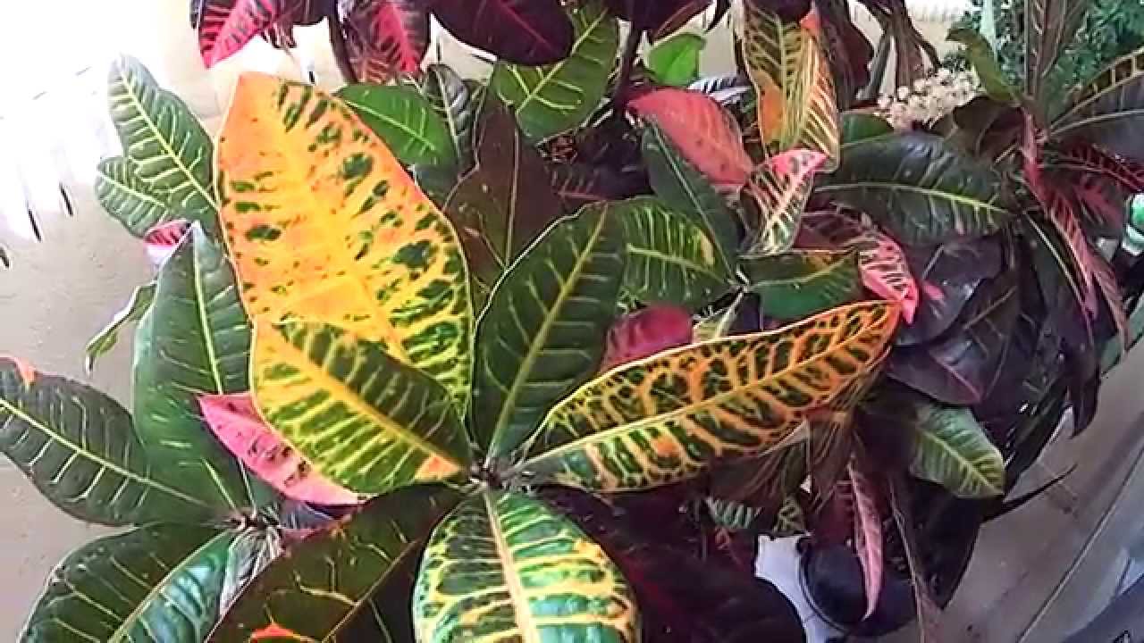 croton