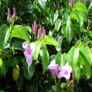 cryptostegia_grandiflora