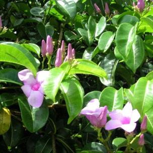 cryptostegia_grandiflora