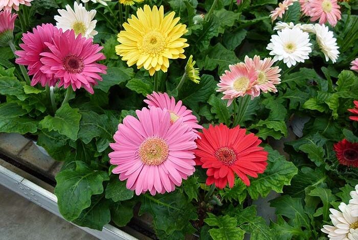 gerbera