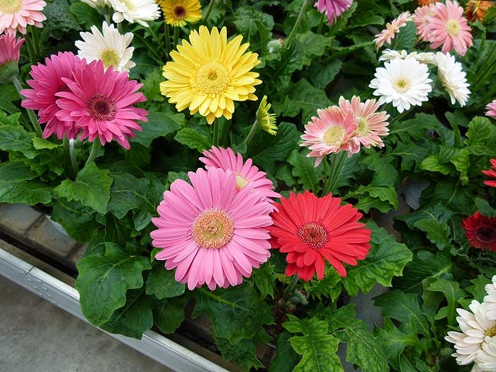 gerbera