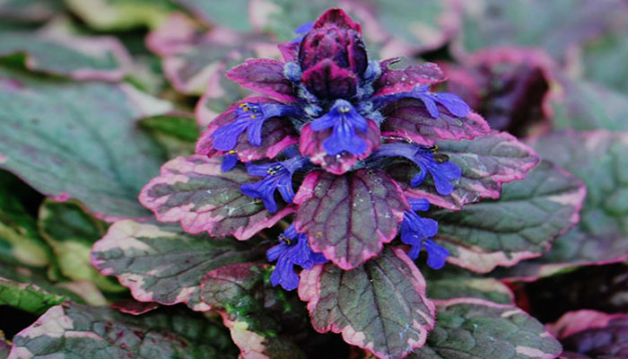 ajuga-reptans