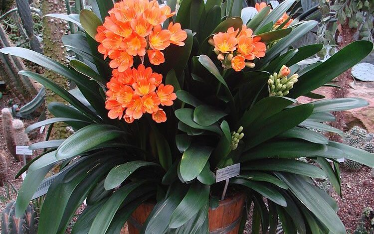 planta-clivia-miniata