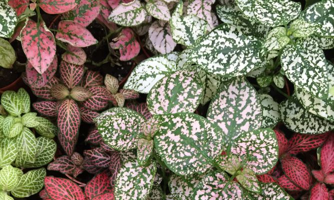 fittonia