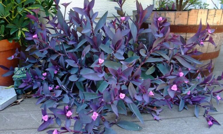 tradescantia-pallida