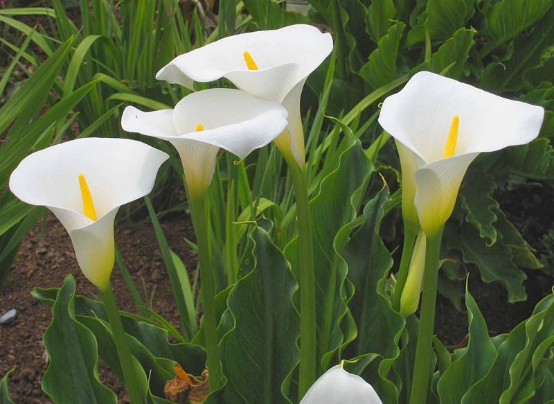 zantedeschia-aethiopica