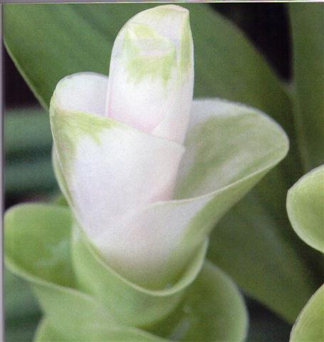 curcuma (Small)