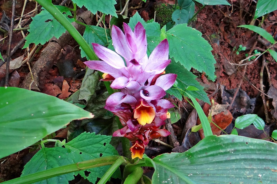 curcuma-aromatica-179