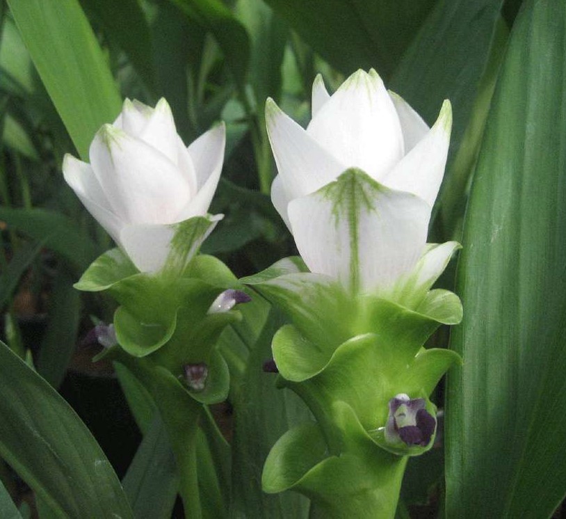 curcuma-branca