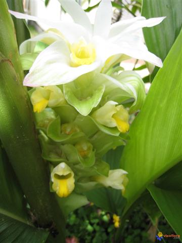 curcuma-longa