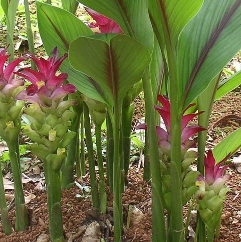 curcuma