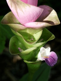 curcuma_alismatifolia