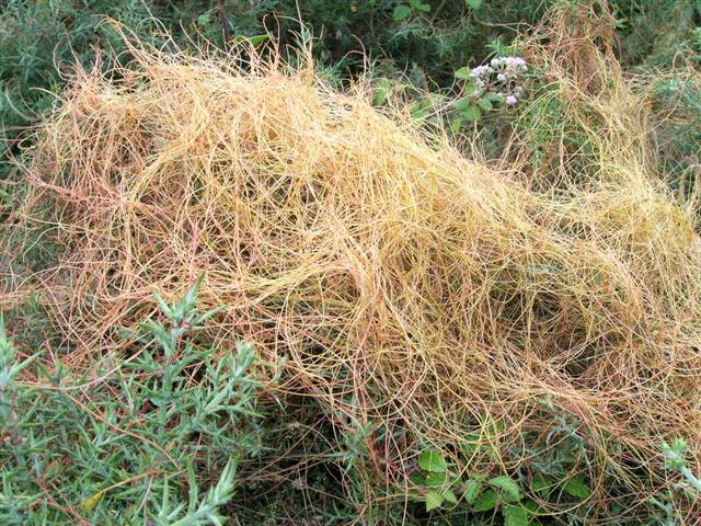 cuscuta (Small)