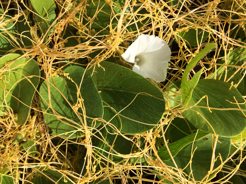 cuscuta