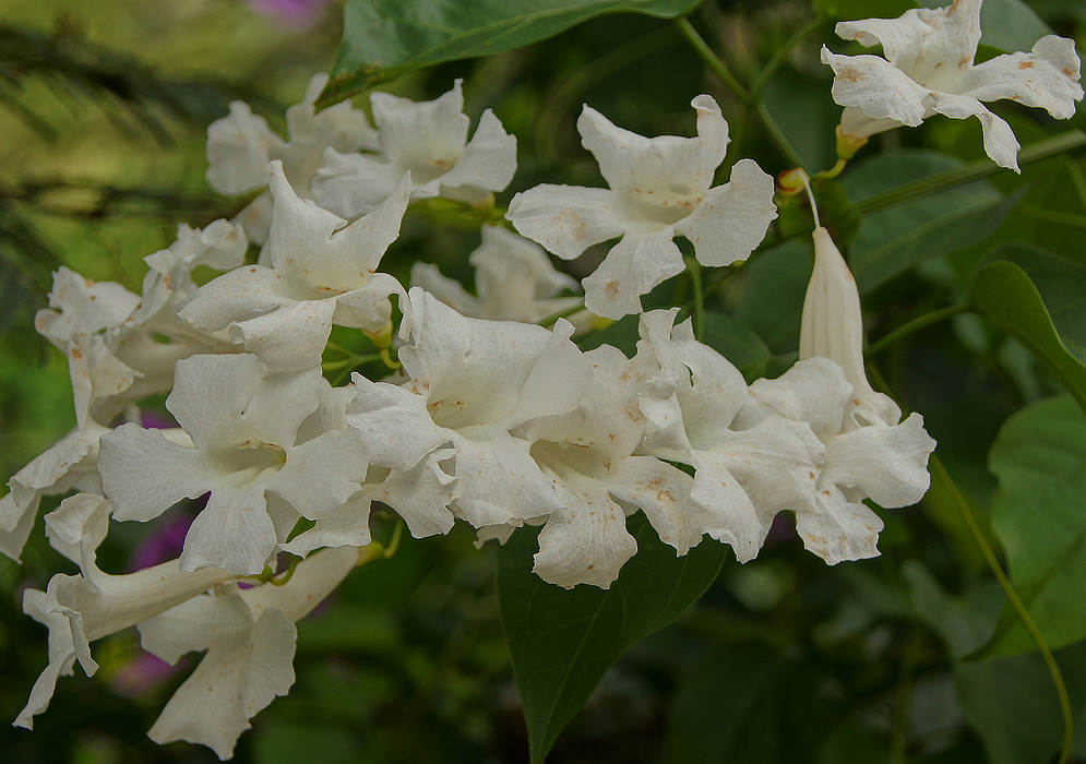 cuspidaria-convoluta-alba