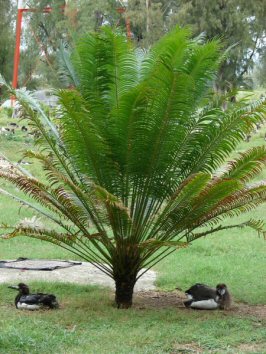 cycad3circinalis