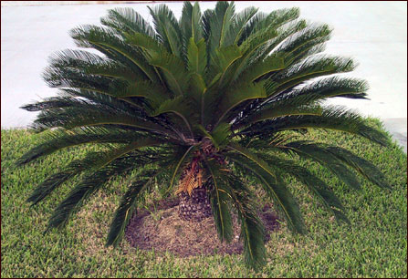 cycas_revoluta