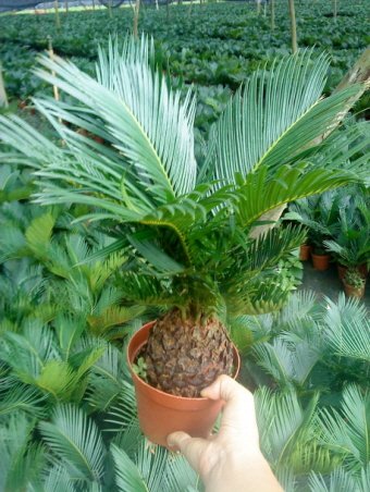 cycas_revoluta