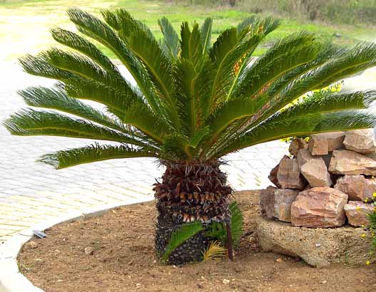 cycas_revoluta1