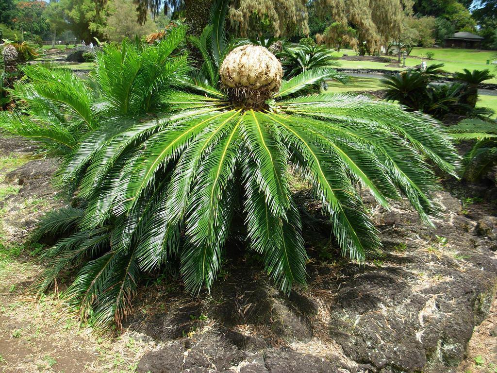 cycas_revoluta_