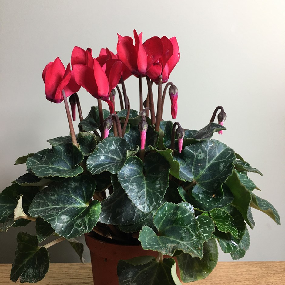 cyclamen-1