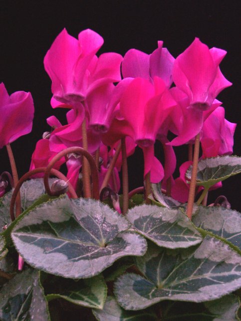 cyclamen persicum