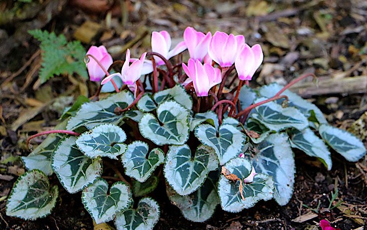 cyclamen-persicum