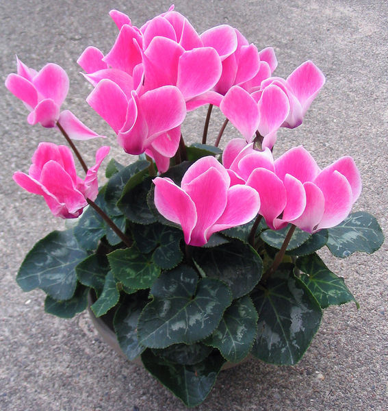 cyclamen_1