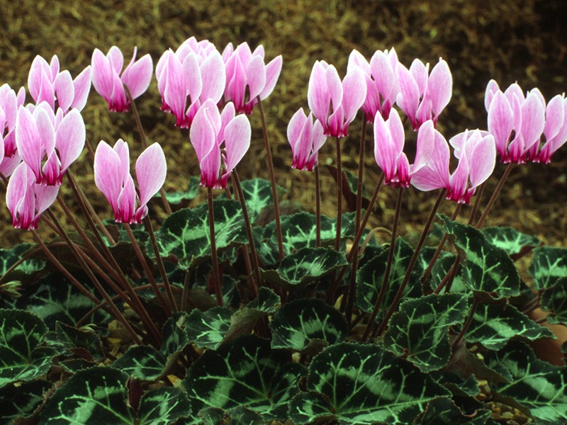 cyclamen_