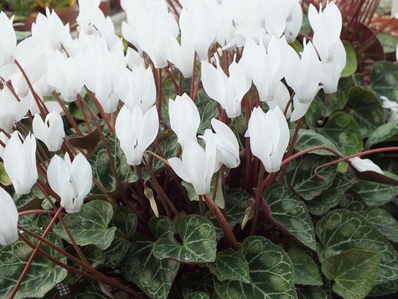 cyclamen_persicum_branco