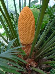 cycas circinlis