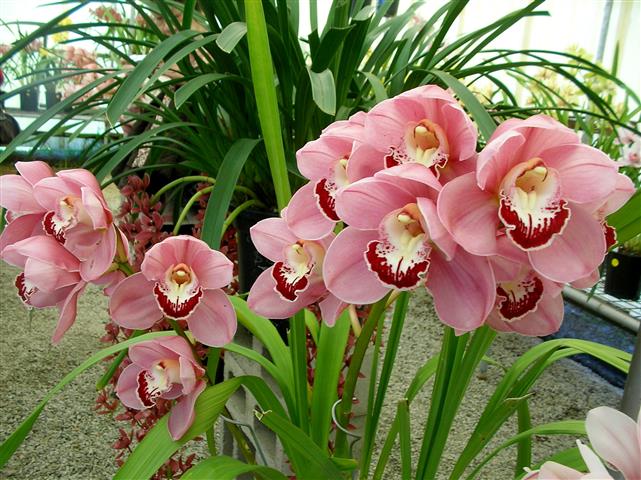 cymbidium