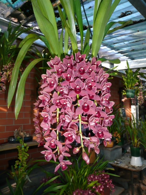 cymbidium-2