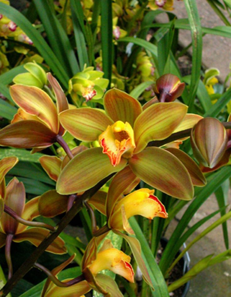 cymbidium-PP-jpg