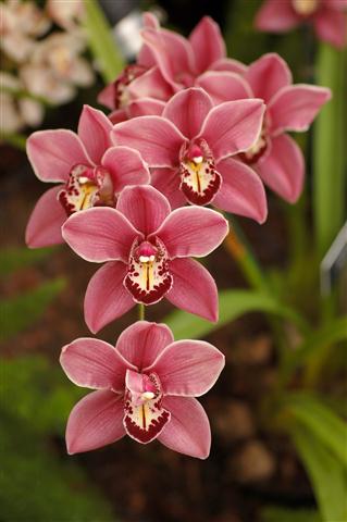 cymbidium (Small)