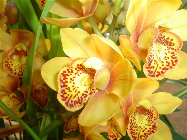 cymbidium amarela