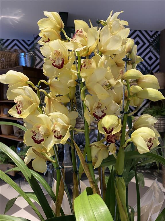 cymbidium amarela