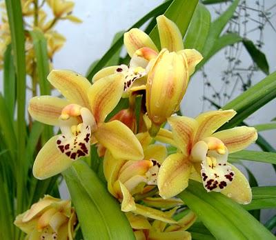 cymbidium-amarelo