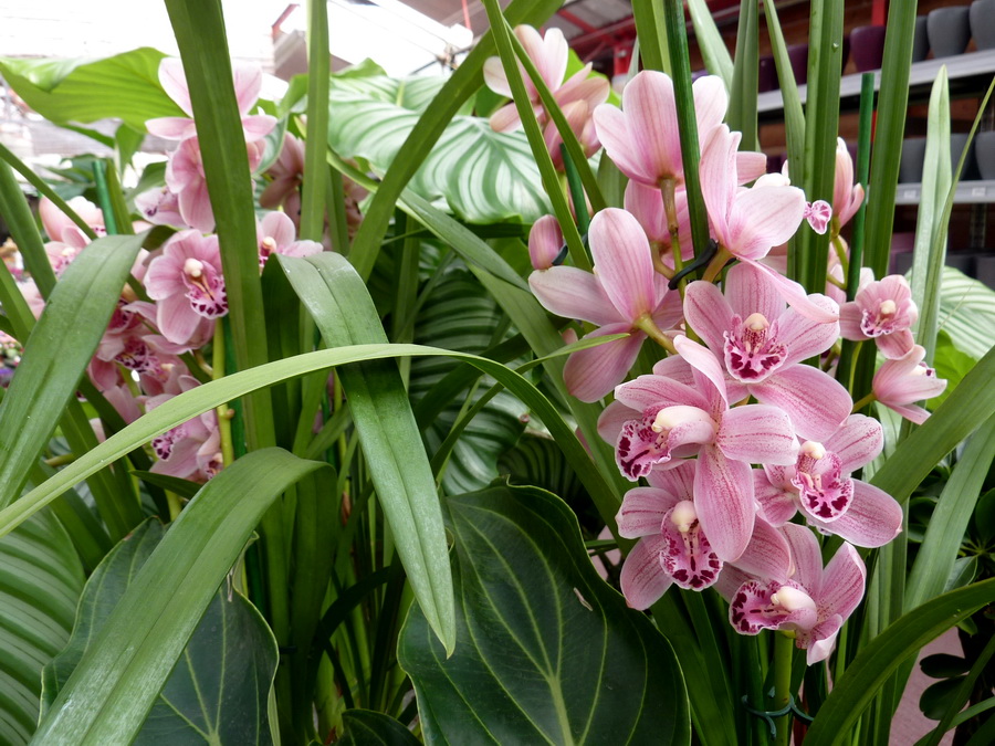 cymbidium-bordas